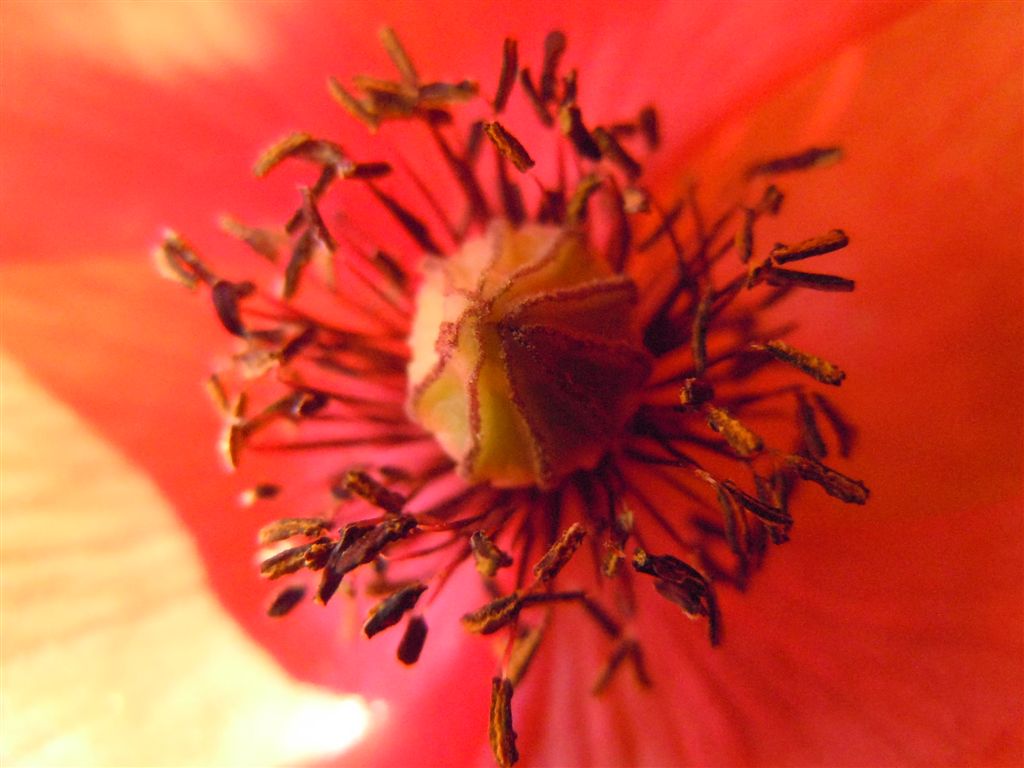 Papaver rhoeas